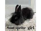 Lion Head Babies, Lionhead For Adoption In Melbourne, Florida