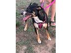Halsey, Bull Terrier For Adoption In Haslet, Texas