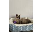Nena, Siamese For Adoption In Austin, Texas