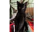 Itzzy, Domestic Shorthair For Adoption In Colorado Springs, Colorado