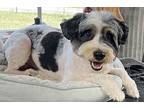 Bongo, Terrier (unknown Type, Small) For Adoption In Crossville, Tennessee
