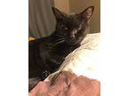 Scooter, Domestic Shorthair For Adoption In Savannah, Georgia