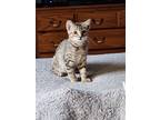 Radish, Manx For Adoption In Kingston, New York