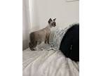 Tanner (mc), Snowshoe For Adoption In Napa, California