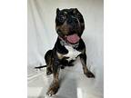 Sterling, American Pit Bull Terrier For Adoption In Byron, Georgia