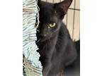 Poppy, Domestic Shorthair For Adoption In Sanford, Florida
