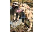 Barney, Labrador Retriever For Adoption In Abbeville, South Carolina