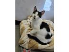 Major, Domestic Shorthair For Adoption In Wilson, North Carolina