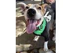 Tj Watt, American Pit Bull Terrier For Adoption In Germantown, Ohio