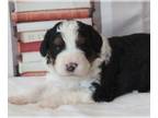 Bernedoodle PUPPY FOR SALE ADN-829464 - Trixys litter