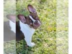 French Bulldog PUPPY FOR SALE ADN-829432 - French Bulldog Puppies