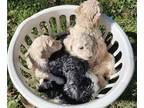 Poodle (Standard) PUPPY FOR SALE ADN-829156 - AKC Standard Poodles