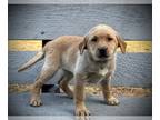 Labrador Retriever PUPPY FOR SALE ADN-829417 - Hunter