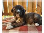 Norwegian Elkhound-Saint Berdoodle Mix PUPPY FOR SALE ADN-829289 - Sweet Saint