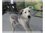 Huskies -Labrador Retriever Mix DOG FOR ADOPTION RGADN-1178244 - SLATE - Husky /