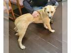 German Shepherd Dog Mix DOG FOR ADOPTION RGADN-1178328 - Georgia Brown - German