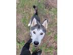 Adopt Saiph a Gray/Silver/Salt & Pepper - with White Alaskan Malamute / Siberian