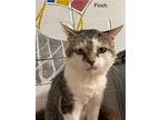 Finch, Domestic Shorthair For Adoption In Manchester, Connecticut