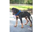 Rufus, Doberman Pinscher For Adoption In Kingwood, Texas