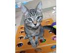 Conner, Domestic Shorthair For Adoption In Germansville, Pennsylvania