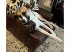 Henry, American Staffordshire Terrier For Adoption In Bristol, Tennessee