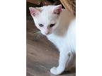 Casper, Domestic Shorthair For Adoption In Denver, North Carolina