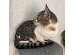 Rayray, Domestic Shorthair For Adoption In Long Beach, Mississippi
