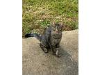 Tiki, Domestic Shorthair For Adoption In Clinton, South Carolina