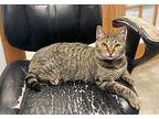 Fern, Domestic Shorthair For Adoption In Clinton, South Carolina