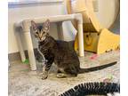 Taco, Domestic Shorthair For Adoption In Clinton, South Carolina