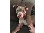 Julie, American Pit Bull Terrier For Adoption In Kettering, Ohio