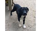Saki, Labrador Retriever For Adoption In Clinton, South Carolina