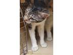 Kitten 25851 (bryan), Domestic Shorthair For Adoption In Parlier, California