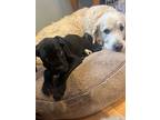 Thunder, Labrador Retriever For Adoption In West Covina, California
