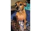 Banana Tx, Miniature Pinscher For Adoption In Boonton, New Jersey