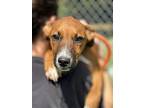 Sophie - Available 9/21, Labrador Retriever For Adoption In Andover, New Jersey