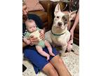 Peter The Perfect Pittie, Staffordshire Bull Terrier For Adoption In Provo, Utah