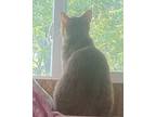 Redford And Cheezitz, Domestic Shorthair For Adoption In Roachdale, Indiana