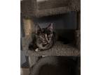 Gelato24, Domestic Shorthair For Adoption In Youngsville, North Carolina