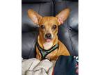 Abbie, Dachshund For Adoption In Weston, Florida