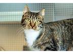 Spring, Domestic Shorthair For Adoption In Lincoln, Nebraska