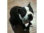 Frodo, Boston Terrier For Adoption In Leming, Texas