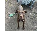 Coco, Labrador Retriever For Adoption In Galloway, Ohio