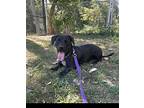 Tucker, Dachshund For Adoption In Elmsford, New York