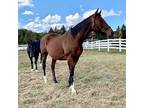 Jasmine, Thoroughbred For Adoption In Kerhonkson, New York