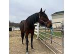 Molly, Standardbred For Adoption In Kerhonkson, New York