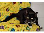 Sylvester, Domestic Shorthair For Adoption In Talladega, Alabama