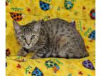 Ava, Domestic Shorthair For Adoption In Talladega, Alabama
