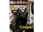 Cooper, Domestic Shorthair For Adoption In Okemah, Oklahoma