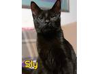 Sly, Domestic Shorthair For Adoption In Okemah, Oklahoma